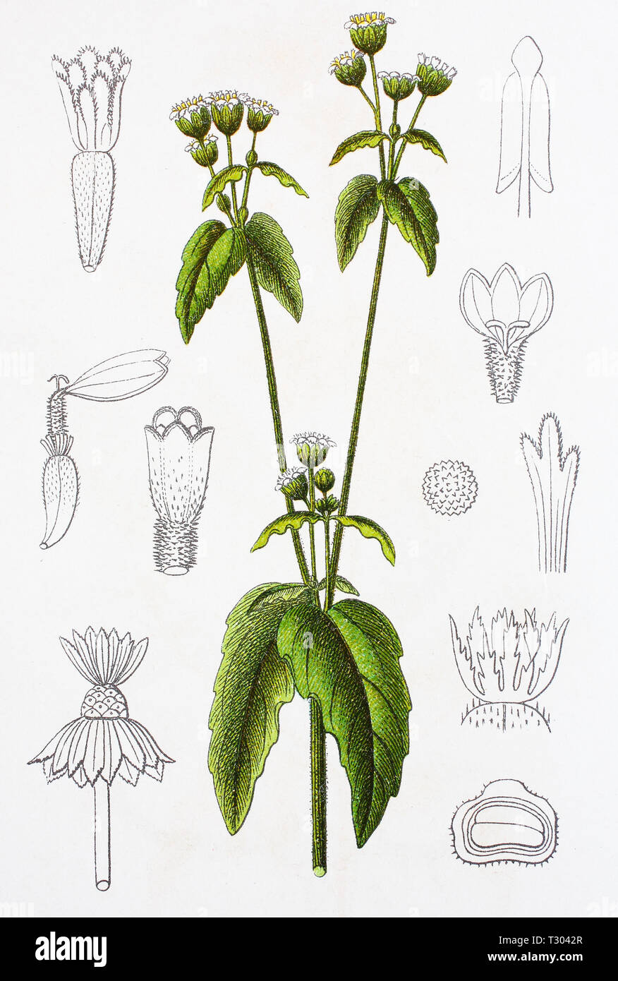 Digital verbesserte Reproduktion einer Abbildung von, Kleinblütige Knopfkraut, Franzosenkraut, Galinsoga parviflora, quickweed, Kartoffel, Unkraut, von einer ursprünglichen Drucken des 19. Jahrhunderts Stockfoto
