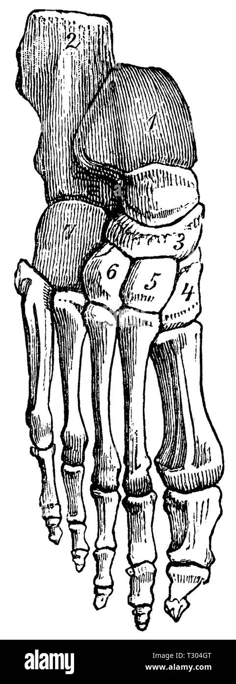 Mensch: Knochen des rechten Fußes, anonym Stockfoto