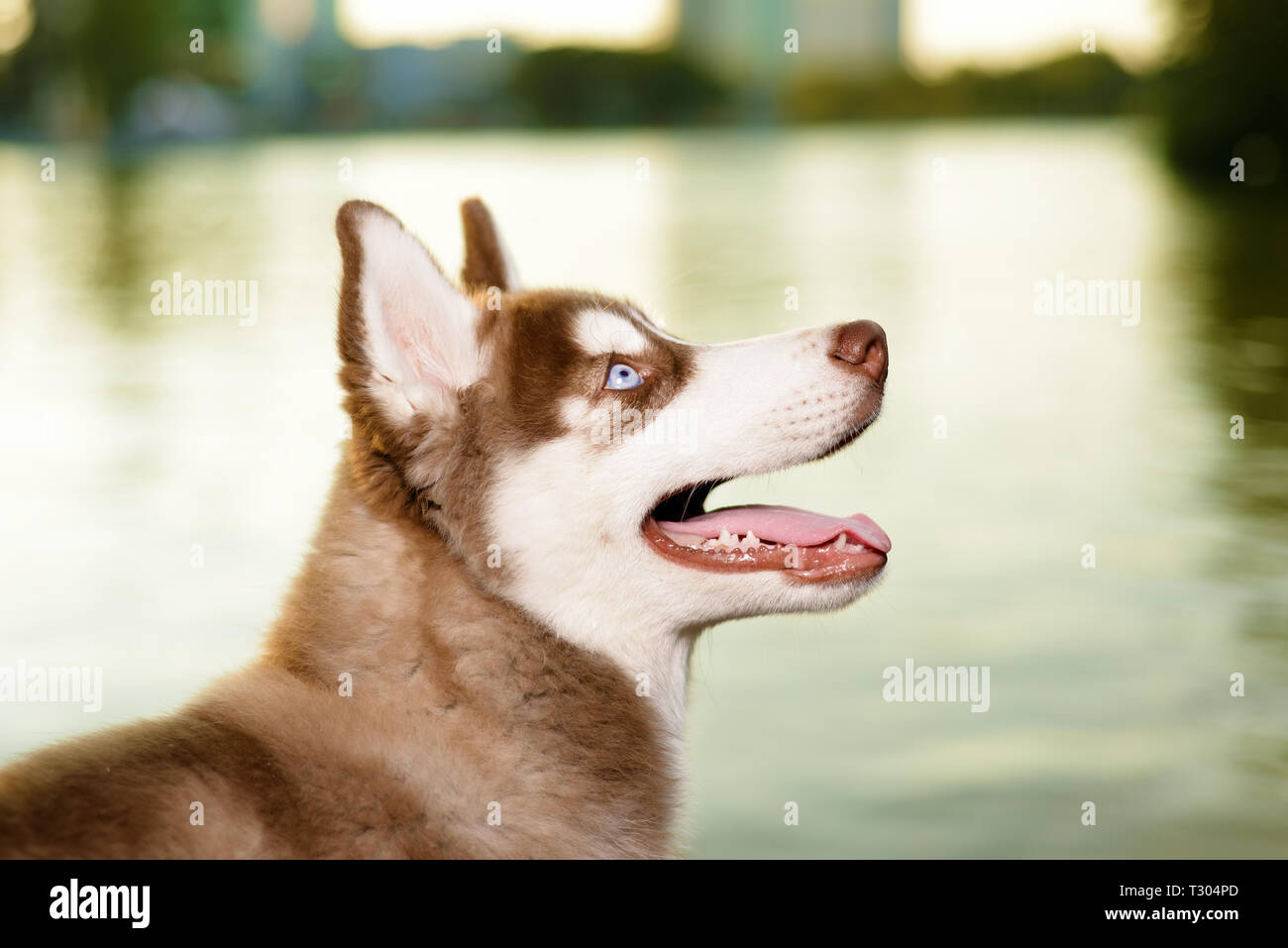 Porträt der schönen Hund. rot Husky Welpen bis suchen. Im Hintergrund ist ein See Stockfoto