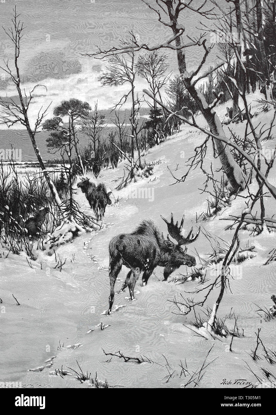 Digital verbesserte Reproduktion, Elche im verschneiten Wald in Norwegen, ziehende Elche im verschneiten Wald in Norwegen, von einer ursprünglichen Drucken aus dem 19. Jahrhundert Stockfoto