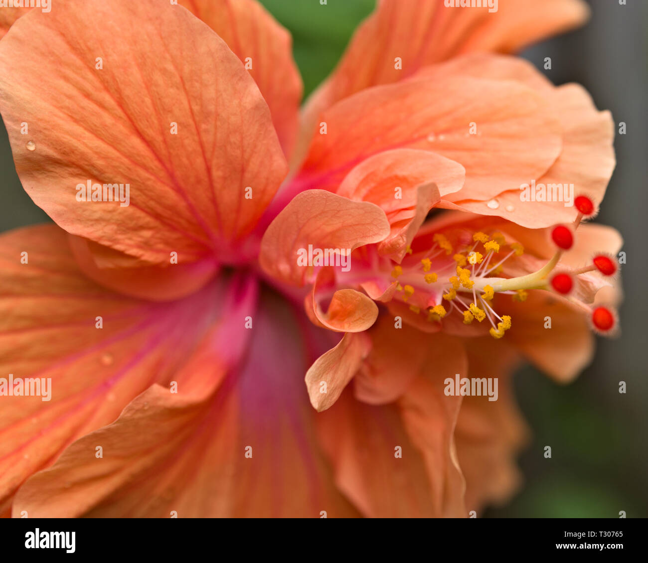 Makro von tropischen Hibiskus Blume, AKA chinesischen Hibiskus oder Hibiscus rosa-sinensis. Makro diopter für Details und dramatisch geringer Tiefe verwendet. Stockfoto