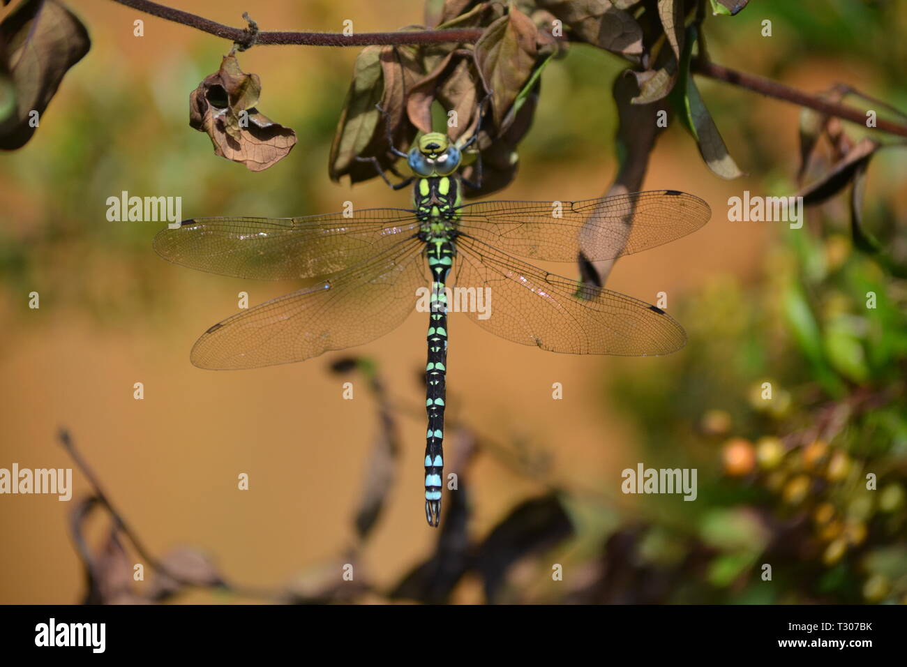 Southern Hawker Dragonfly - Aeshna cyanea im Garten - Brampton GROSSBRITANNIEN Stockfoto