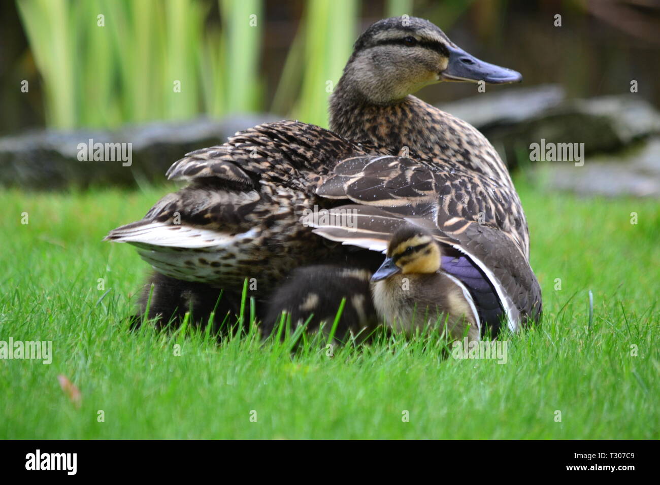 Baby Entenküken, die Schutz vor dem Regen - Coventry in England Stockfoto