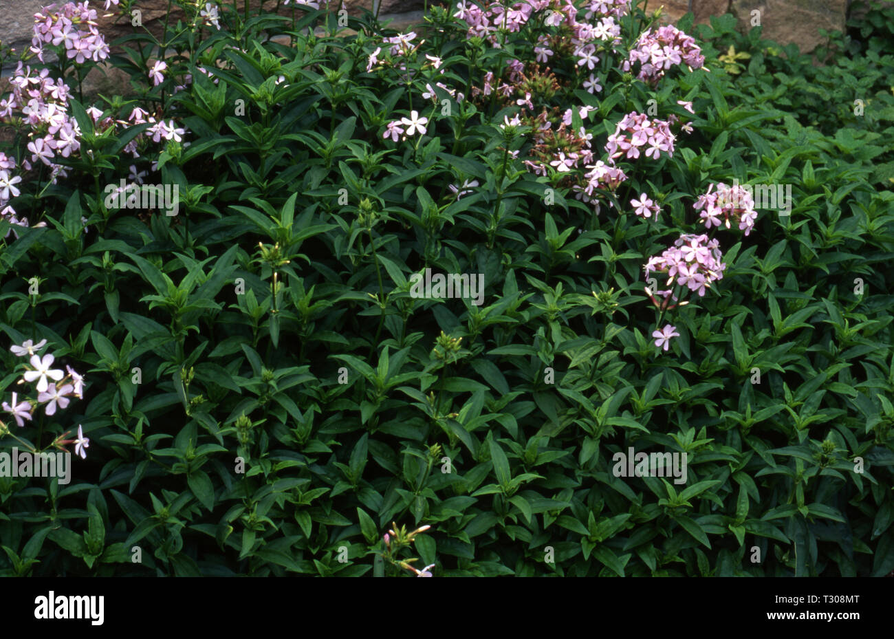 SOAPWORT, BOUNCING WETTE (Saponaria officinalis) IST EINE AUS DER NELKE FAMILIE. (Caryophyllaceae). Stockfoto