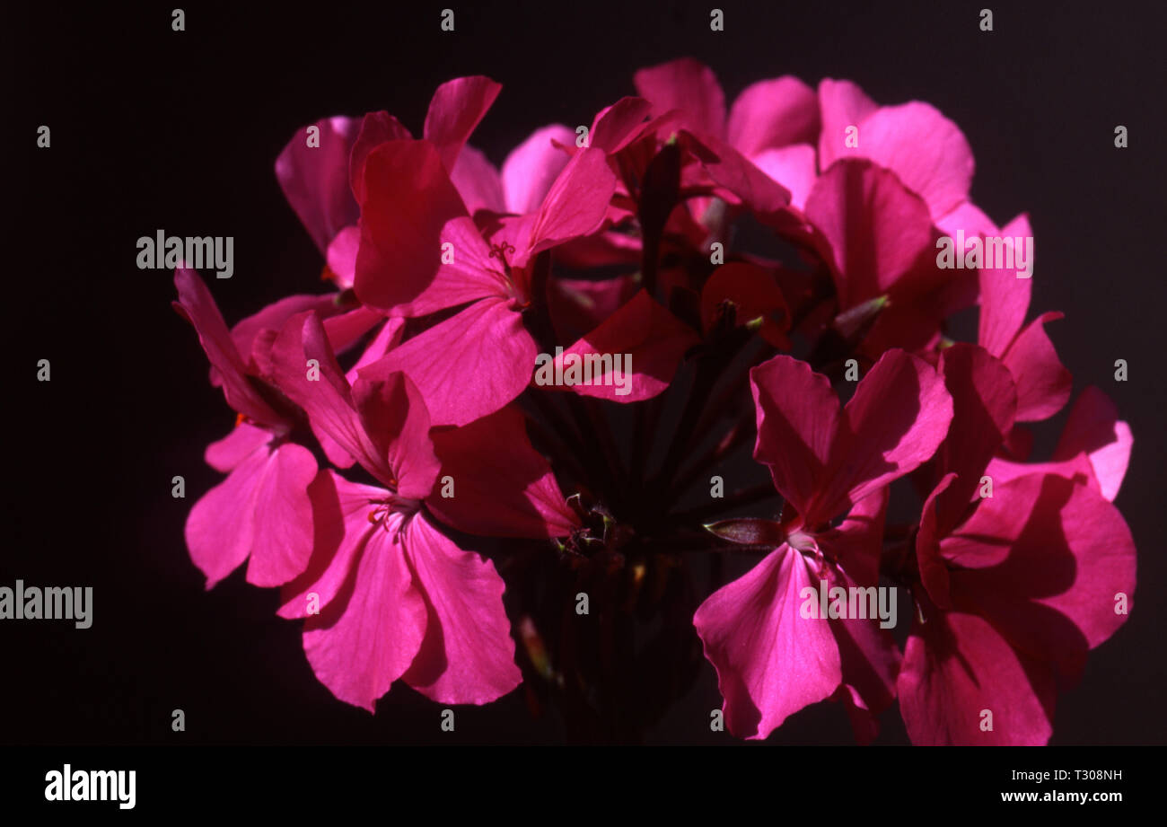 PELARGONIUM 'JOYCE ELLIOTT' (Geranien) vor einem schwarzen Hintergrund. Stockfoto