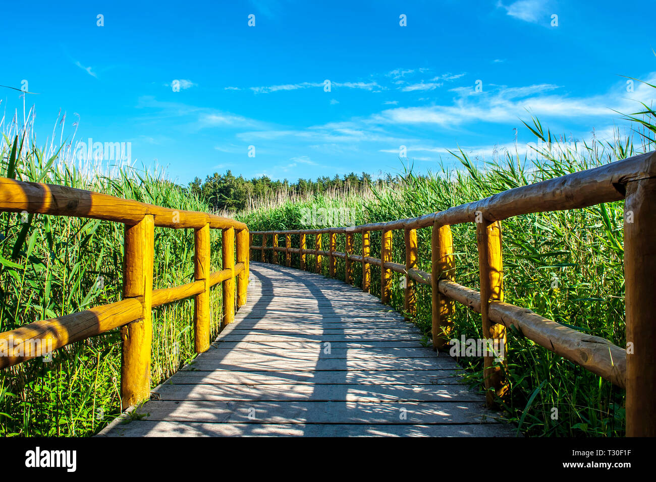 Ruhiger, sonniger, natur holz- spaziergang Trail. Stockfoto