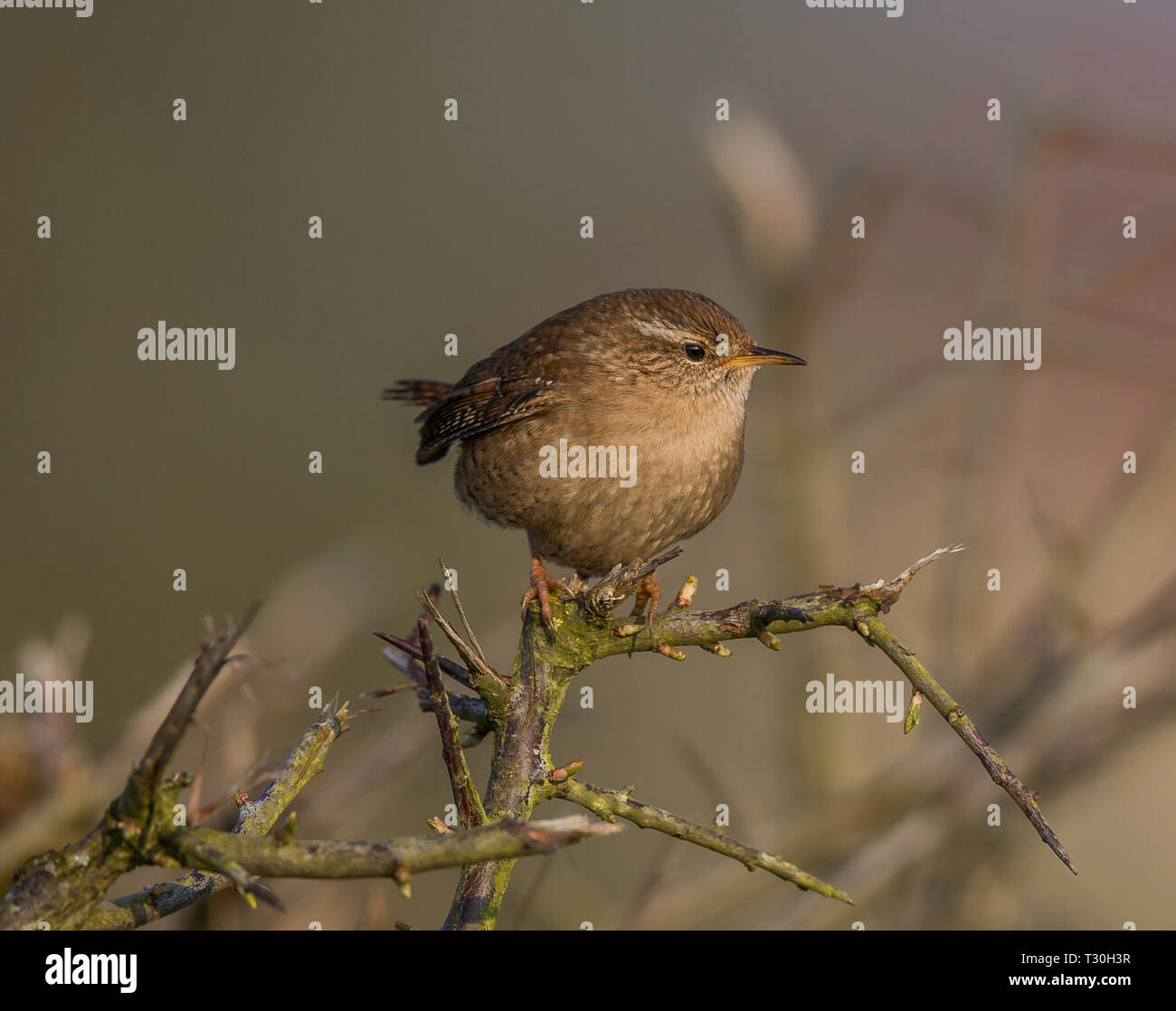Wren Stockfoto