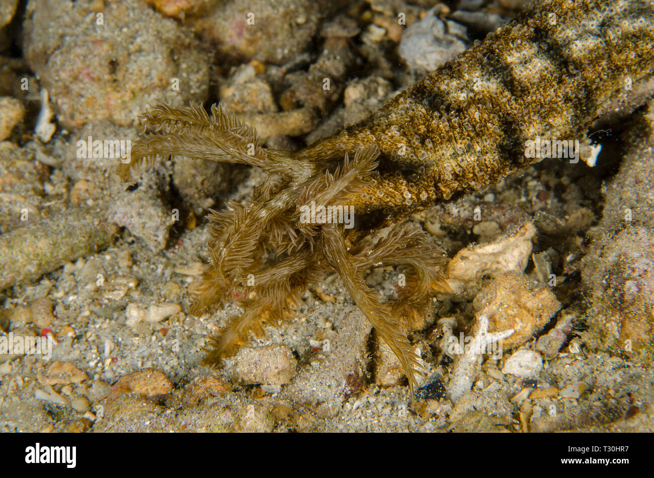 Lion's Paw Meer cocumber, Euapta godeffroyi, Synaptidae, Anilao, Batangas, Philippinen, philippinische Meer, Pazifischer Ozean, Asien Stockfoto