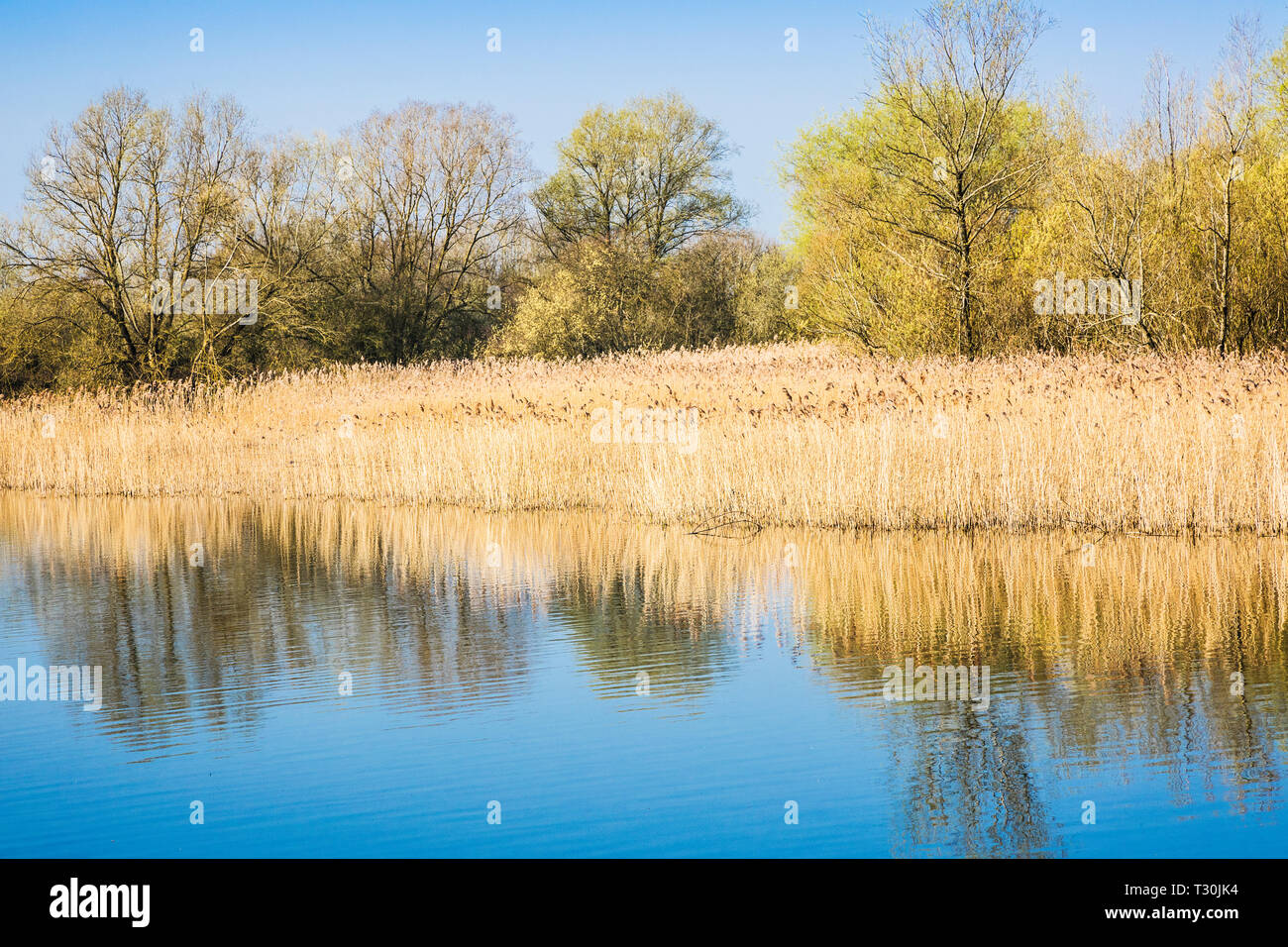 Ein reed Bett auf einem der Seen im Cotswold Water Park. Stockfoto