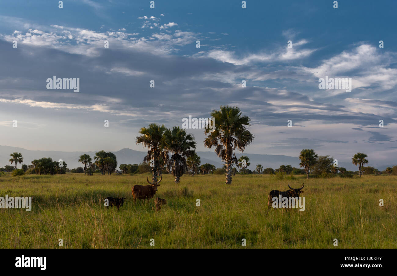 Semiliki Nationalpark Uganda Stockfoto