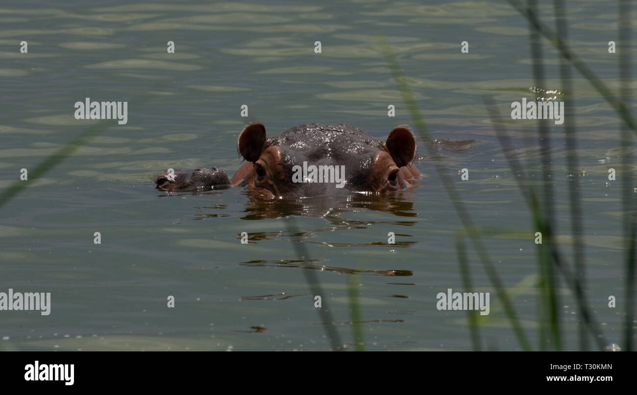 Hippopotamus Kanal - Queen Elizabeth National Park Stockfoto