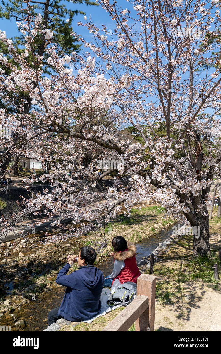 Paar am Ufer der Kirschblüten zu sehen, "Hana-mi', oder das traditionelle Picknick unter ihnen haben in der warmen Frühlingssonne an Shukugawa, in der Nähe der Nishinomiya in Japan. Ein beliebter Aussichtspunkt, mit einer Reihe von Cherry Blossom Bäume auf beiden Seiten des Flusses. Stockfoto