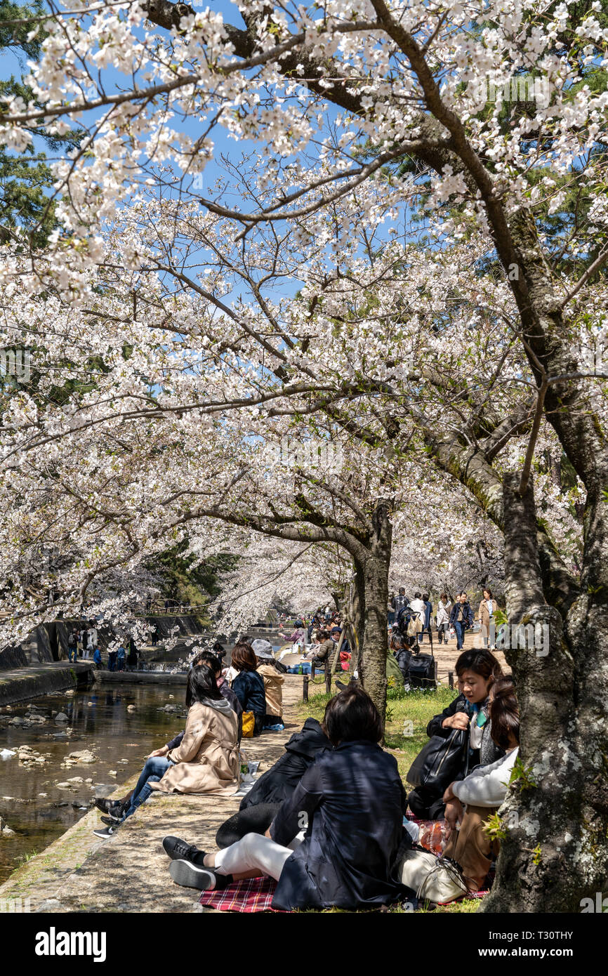 Menschen versammelt, die kirschblüten zu sehen, "Hana-mi', oder das traditionelle Picknick unter ihnen haben in der warmen Frühlingssonne an Shukugawa, in der Nähe der Nishinomiya in Japan. Ein beliebter Aussichtspunkt, mit einer Reihe von Cherry Blossom Bäume auf beiden Seiten des Flusses. Stockfoto