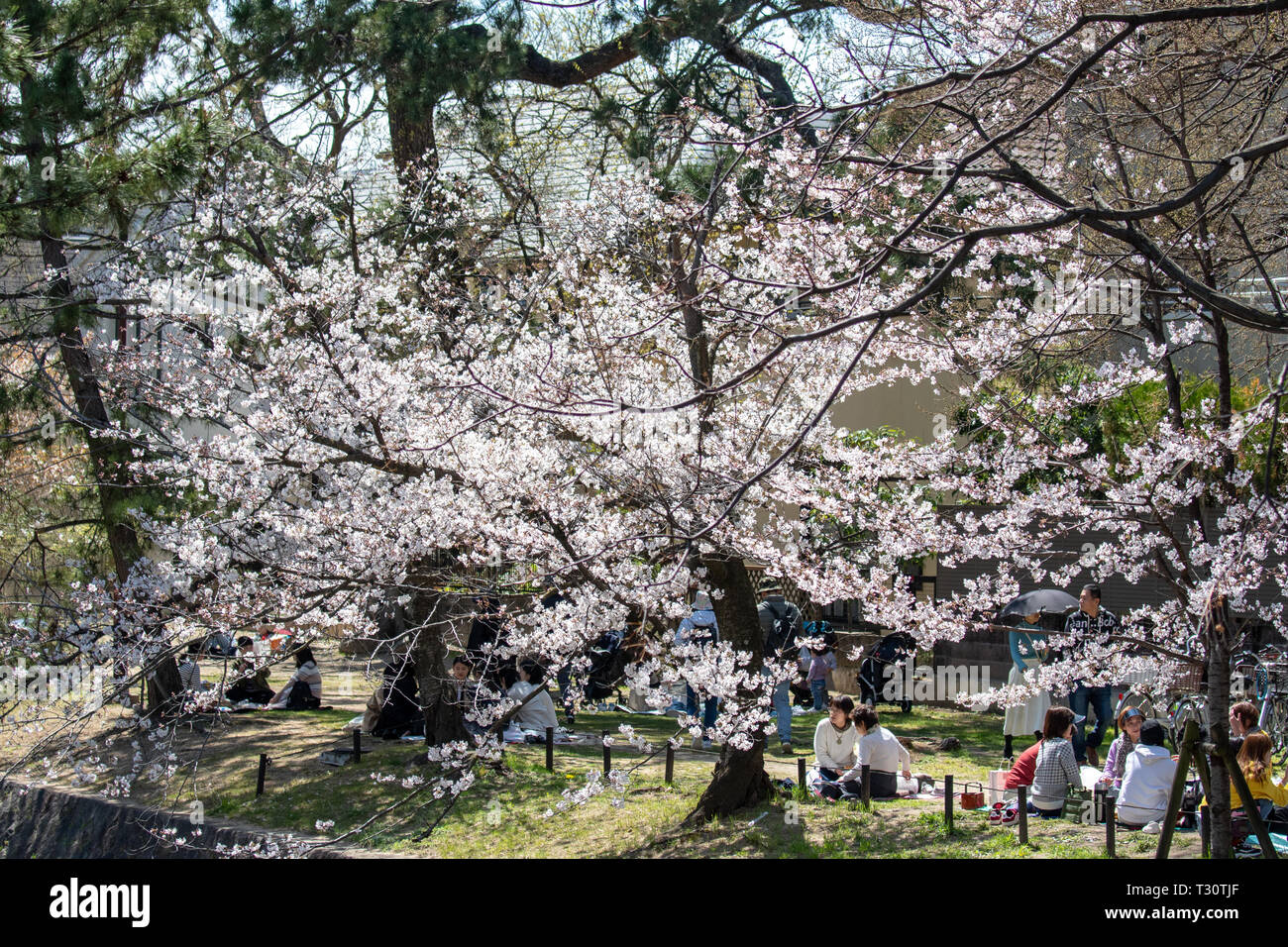 Menschen versammelt, die kirschblüten zu sehen, "Hana-mi', oder das traditionelle Picknick unter ihnen haben in der warmen Frühlingssonne an Shukugawa, in der Nähe der Nishinomiya in Japan. Ein beliebter Aussichtspunkt, mit einer Reihe von Cherry Blossom Bäume auf beiden Seiten des Flusses. Stockfoto