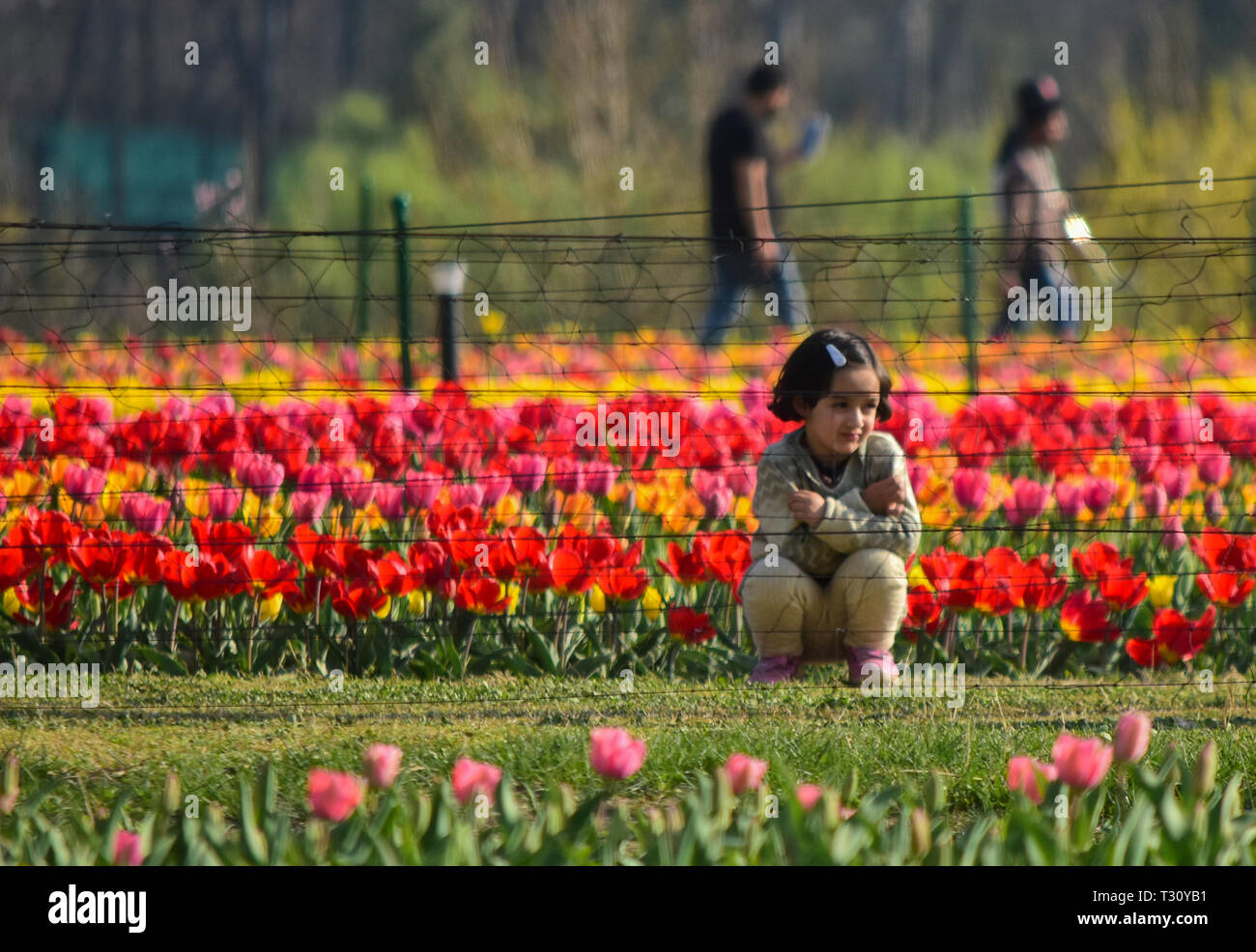 April 3, 2019 - für Kinder und Erwachsene Spaziergang durch den bunten und duftenden Blumenbeeten der Tulpen in der Indira Gandhi Memorial Tulip Garden in Srinagar, die in der Indischen verwalteten Kaschmir, am 3. April 2019. Der Garten, der an den Ausläufern des Zabarwan Bereich befindet, ist auf einem abschüssigen Gelände von sieben Terrassen erbaut und verteilt auf einer Fläche von etwa 30 Hektar, mit Blick auf den beeindruckenden Dal Lake. Es ist Asiens größte tulip Garten betrachtet, und ist die Heimat von 46 Sorten Tulpen, die den großen Bereich des Raumes, sondern auch auf andere Arten von Blumen. Der Garten wurde in 2 Stockfoto