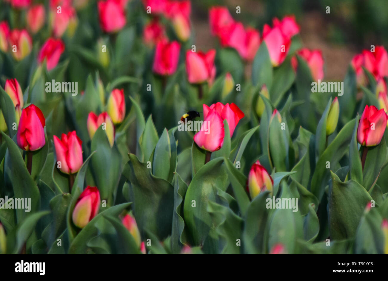 April 3, 2019 - für Kinder und Erwachsene Spaziergang durch den bunten und duftenden Blumenbeeten der Tulpen in der Indira Gandhi Memorial Tulip Garden in Srinagar, die in der Indischen verwalteten Kaschmir, am 3. April 2019. Der Garten, der an den Ausläufern des Zabarwan Bereich befindet, ist auf einem abschüssigen Gelände von sieben Terrassen erbaut und verteilt auf einer Fläche von etwa 30 Hektar, mit Blick auf den beeindruckenden Dal Lake. Es ist Asiens größte tulip Garten betrachtet, und ist die Heimat von 46 Sorten Tulpen, die den großen Bereich des Raumes, sondern auch auf andere Arten von Blumen. Der Garten wurde in 2 Stockfoto