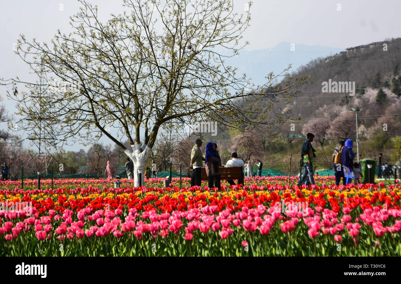 April 3, 2019 - für Kinder und Erwachsene Spaziergang durch den bunten und duftenden Blumenbeeten der Tulpen in der Indira Gandhi Memorial Tulip Garden in Srinagar, die in der Indischen verwalteten Kaschmir, am 3. April 2019. Der Garten, der an den Ausläufern des Zabarwan Bereich befindet, ist auf einem abschüssigen Gelände von sieben Terrassen erbaut und verteilt auf einer Fläche von etwa 30 Hektar, mit Blick auf den beeindruckenden Dal Lake. Es ist Asiens größte tulip Garten betrachtet, und ist die Heimat von 46 Sorten Tulpen, die den großen Bereich des Raumes, sondern auch auf andere Arten von Blumen. Der Garten wurde in 2 Stockfoto