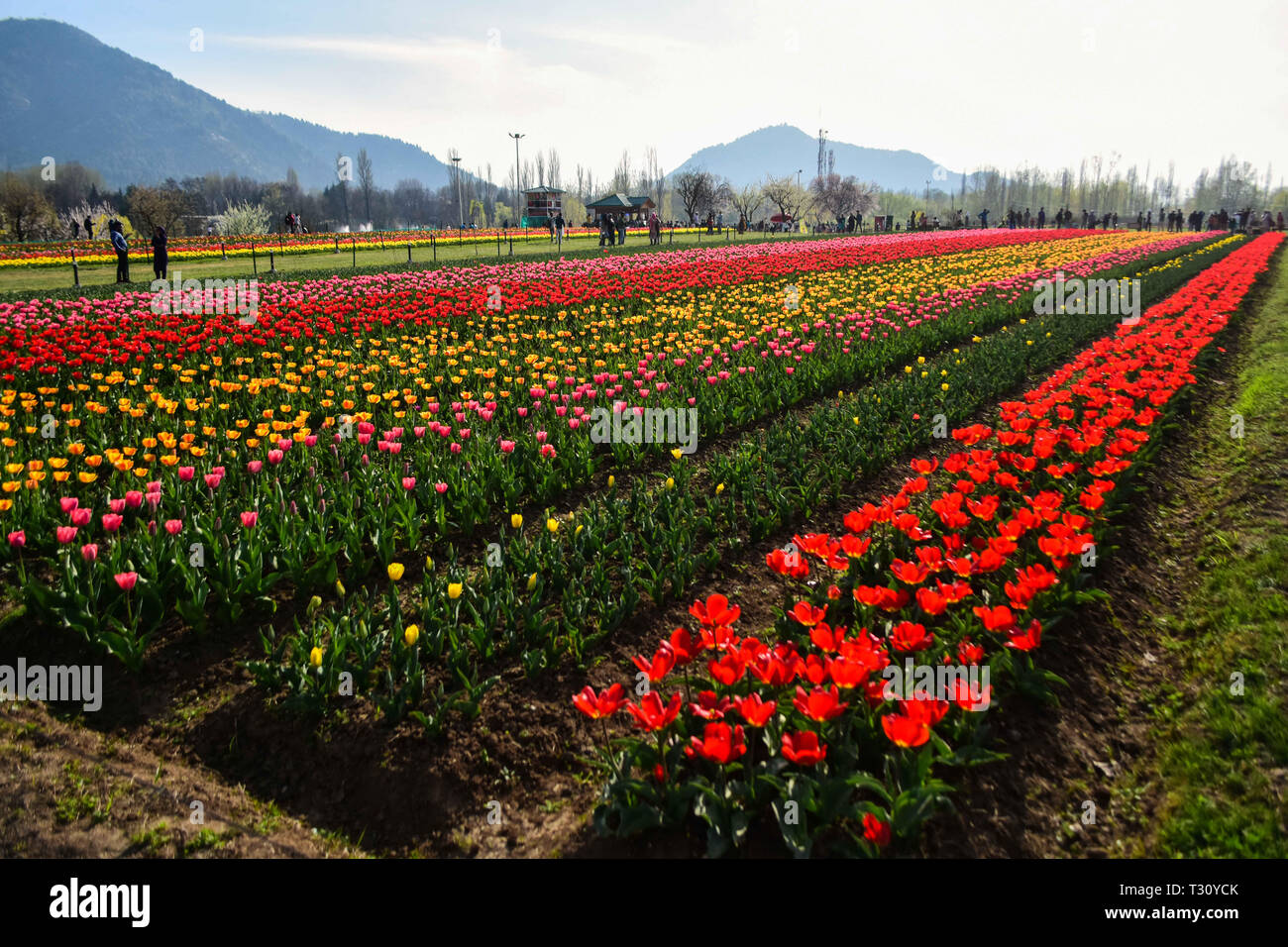 April 3, 2019 - für Kinder und Erwachsene Spaziergang durch den bunten und duftenden Blumenbeeten der Tulpen in der Indira Gandhi Memorial Tulip Garden in Srinagar, die in der Indischen verwalteten Kaschmir, am 3. April 2019. Der Garten, der an den Ausläufern des Zabarwan Bereich befindet, ist auf einem abschüssigen Gelände von sieben Terrassen erbaut und verteilt auf einer Fläche von etwa 30 Hektar, mit Blick auf den beeindruckenden Dal Lake. Es ist Asiens größte tulip Garten betrachtet, und ist die Heimat von 46 Sorten Tulpen, die den großen Bereich des Raumes, sondern auch auf andere Arten von Blumen. Der Garten wurde in 2 Stockfoto