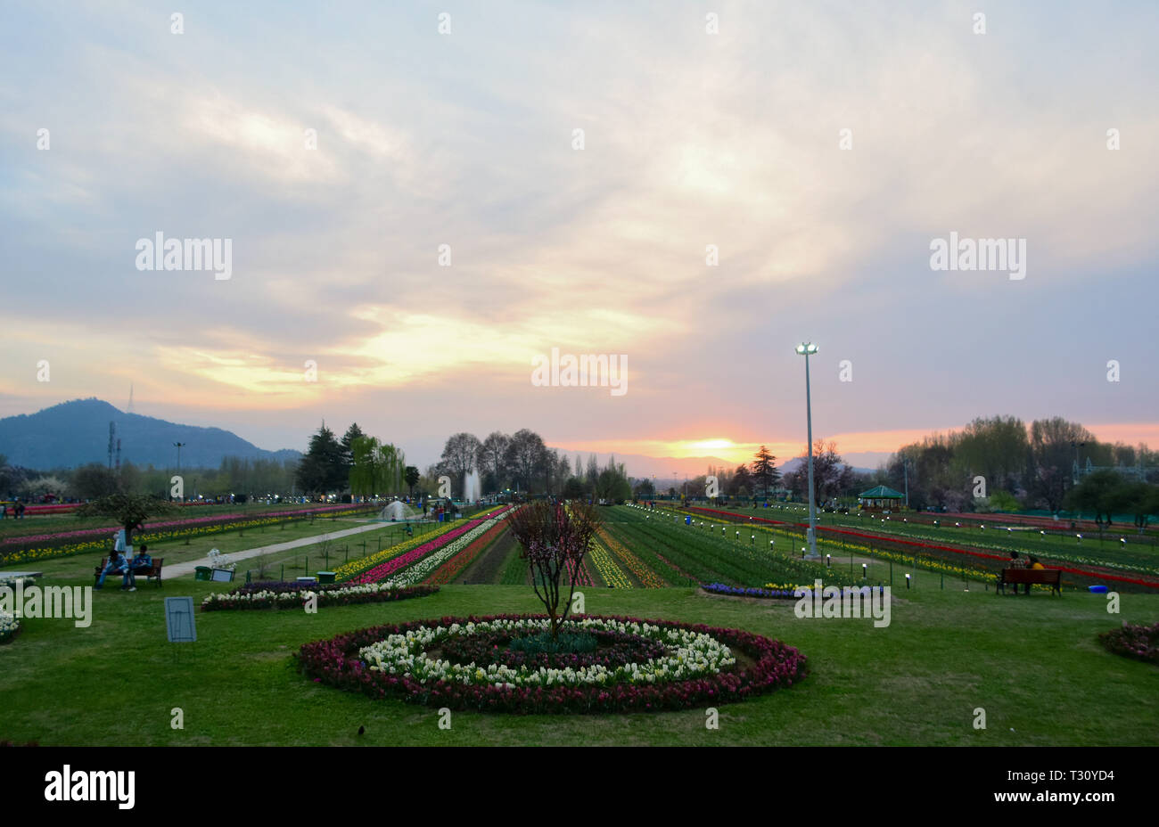 April 3, 2019 - für Kinder und Erwachsene Spaziergang durch den bunten und duftenden Blumenbeeten der Tulpen in der Indira Gandhi Memorial Tulip Garden in Srinagar, die in der Indischen verwalteten Kaschmir, am 3. April 2019. Der Garten, der an den Ausläufern des Zabarwan Bereich befindet, ist auf einem abschüssigen Gelände von sieben Terrassen erbaut und verteilt auf einer Fläche von etwa 30 Hektar, mit Blick auf den beeindruckenden Dal Lake. Es ist Asiens größte tulip Garten betrachtet, und ist die Heimat von 46 Sorten Tulpen, die den großen Bereich des Raumes, sondern auch auf andere Arten von Blumen. Der Garten wurde in 2 Stockfoto