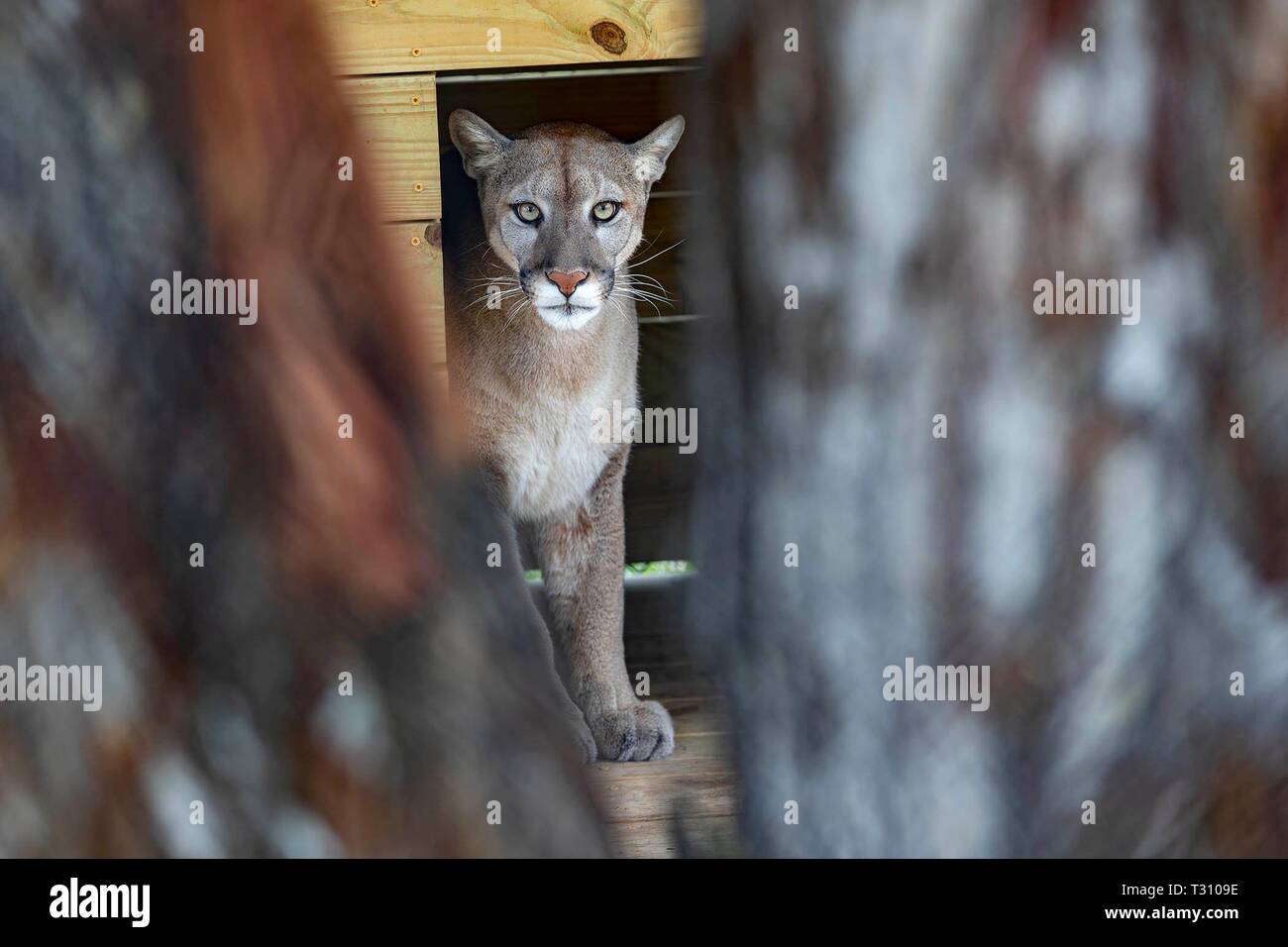 Loxahatchee, Florida, USA. 4 Apr, 2019. Meeka, Puma, auch als Cougar, Panther oder Mountain Lion bei Panther Ridge Conservation Centre in Loxahatchee, 4. April 2019 bekannt. Credit: Allen Eyestone/der Palm Beach Post/ZUMA Draht/Alamy leben Nachrichten Stockfoto