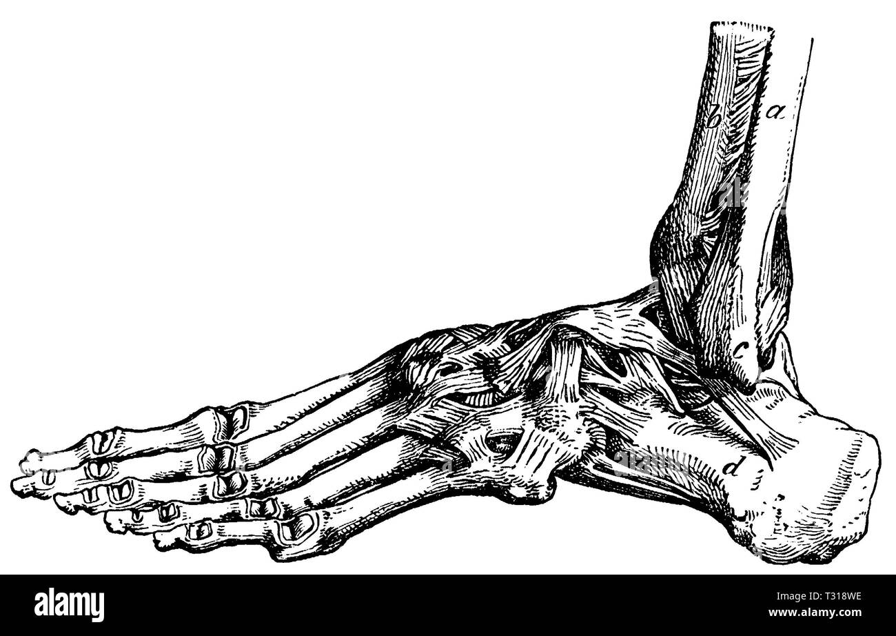 Mensch: Bänder des Fußes. Eine Fibel, b. Schienbein, c äußere Knöchel, d Fersenbein, anonym Stockfoto