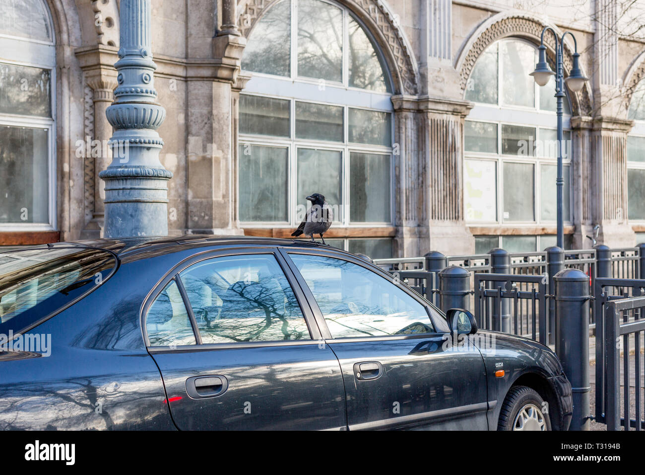 Schwarze und graue Krähe saß auf dem Auto Dach im städtischen Bereich. Krähe beschädigt das Auto Dach Stockfoto