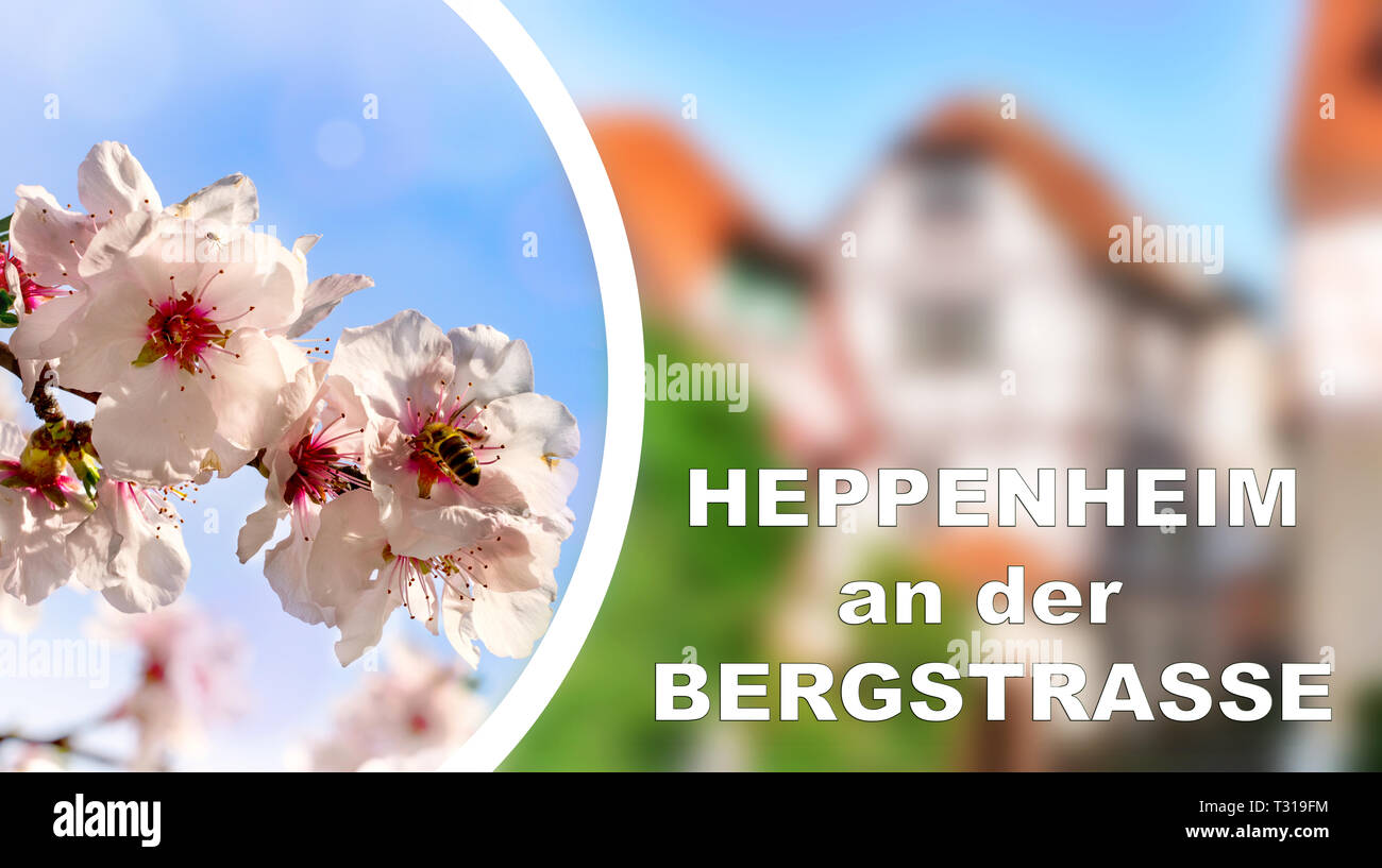 Schriftzug Heppenheim an der Bergstraße mit Stadt- und Mandelblüte Hintergrund, perfekt für Postkarte Stockfoto