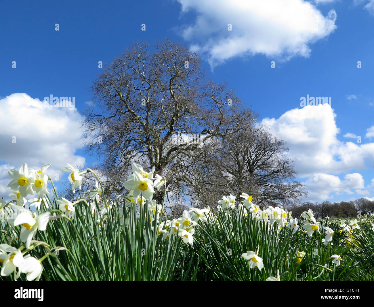 Narzissen Stockfoto