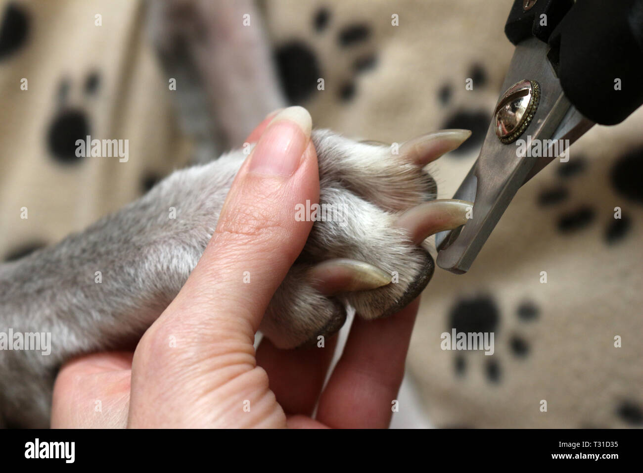 Schneiden Hunde klauen. Ausschneiden einer Hunde lange Nägel Stockfoto