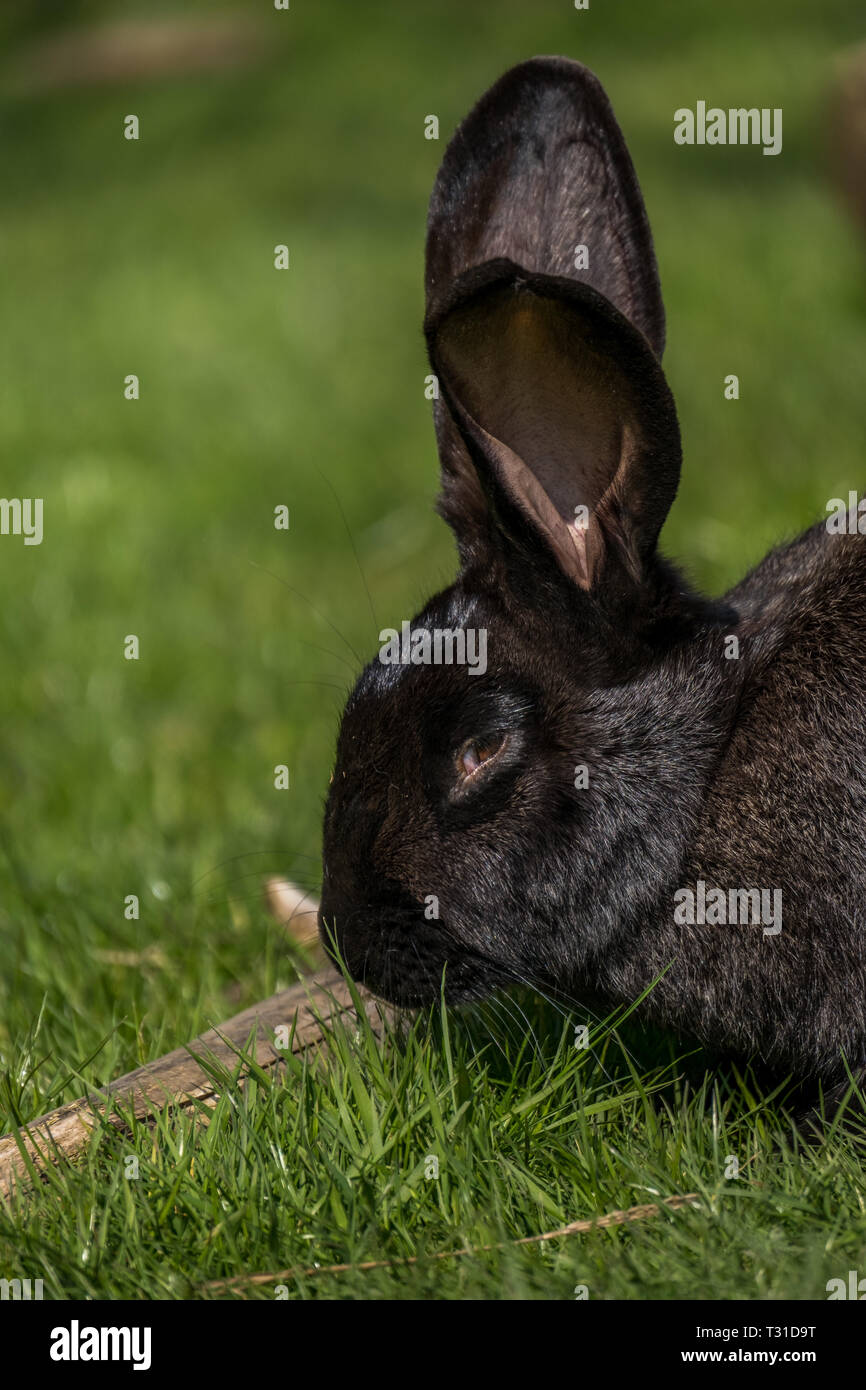 Riesen Kaninchen essen Gras Stockfoto