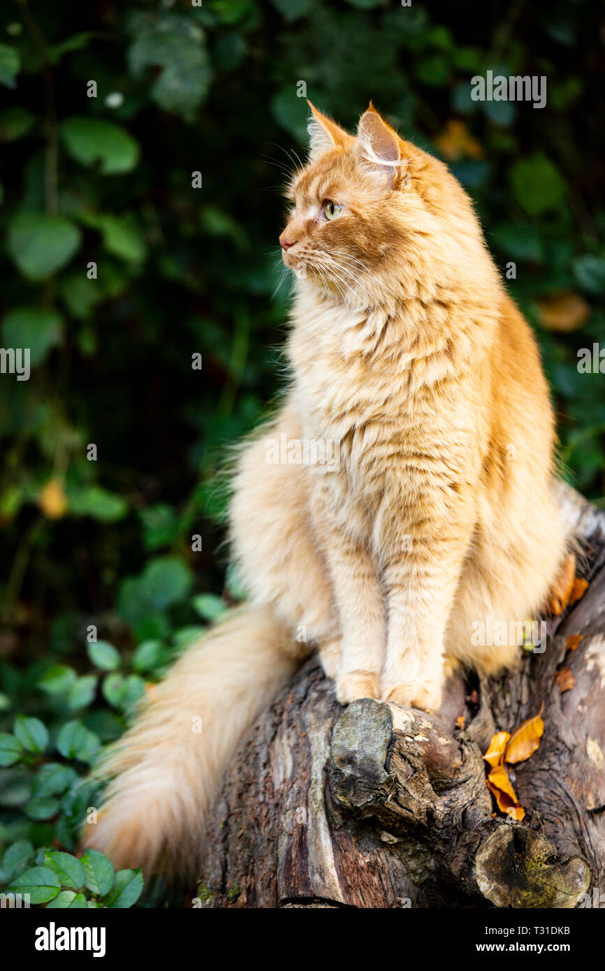 Männliche Ingwer Tom Cat saß auf einem Baumstumpf Stockfoto