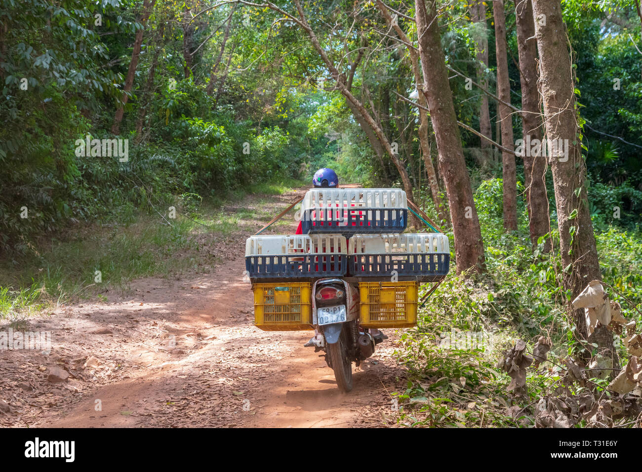 Lieferung Motorrad fahren auf der Landstraße, Phu Quoc, Vietnam, Asien Stockfoto