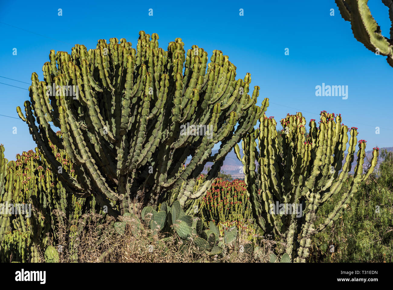 Kandelaber Bäume Euphorbia candelabrum in der Nähe von Wukro Cherkos in Äthiopien, Afrika Stockfoto