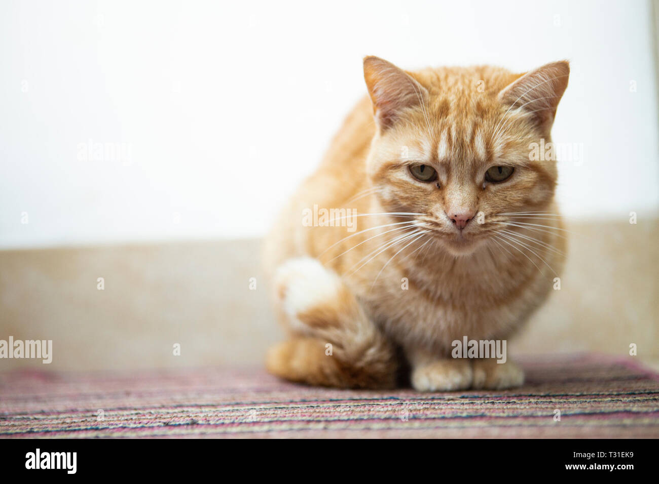 Weibliche ginger cat Stockfoto