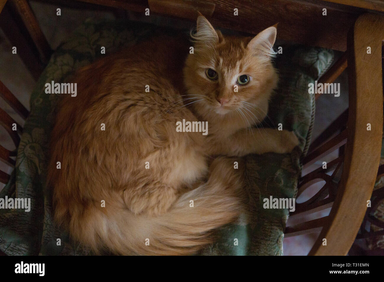 Ingwer Tom Cat auf einem Kissen Stockfoto