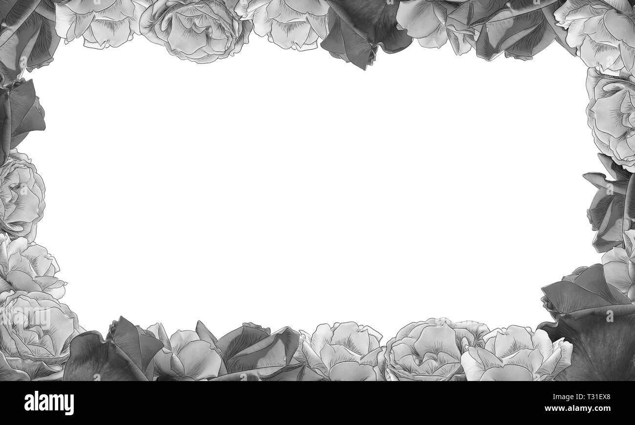 Monochrome frame von Rosen weißen Hintergrund durch jziprian Stockfoto