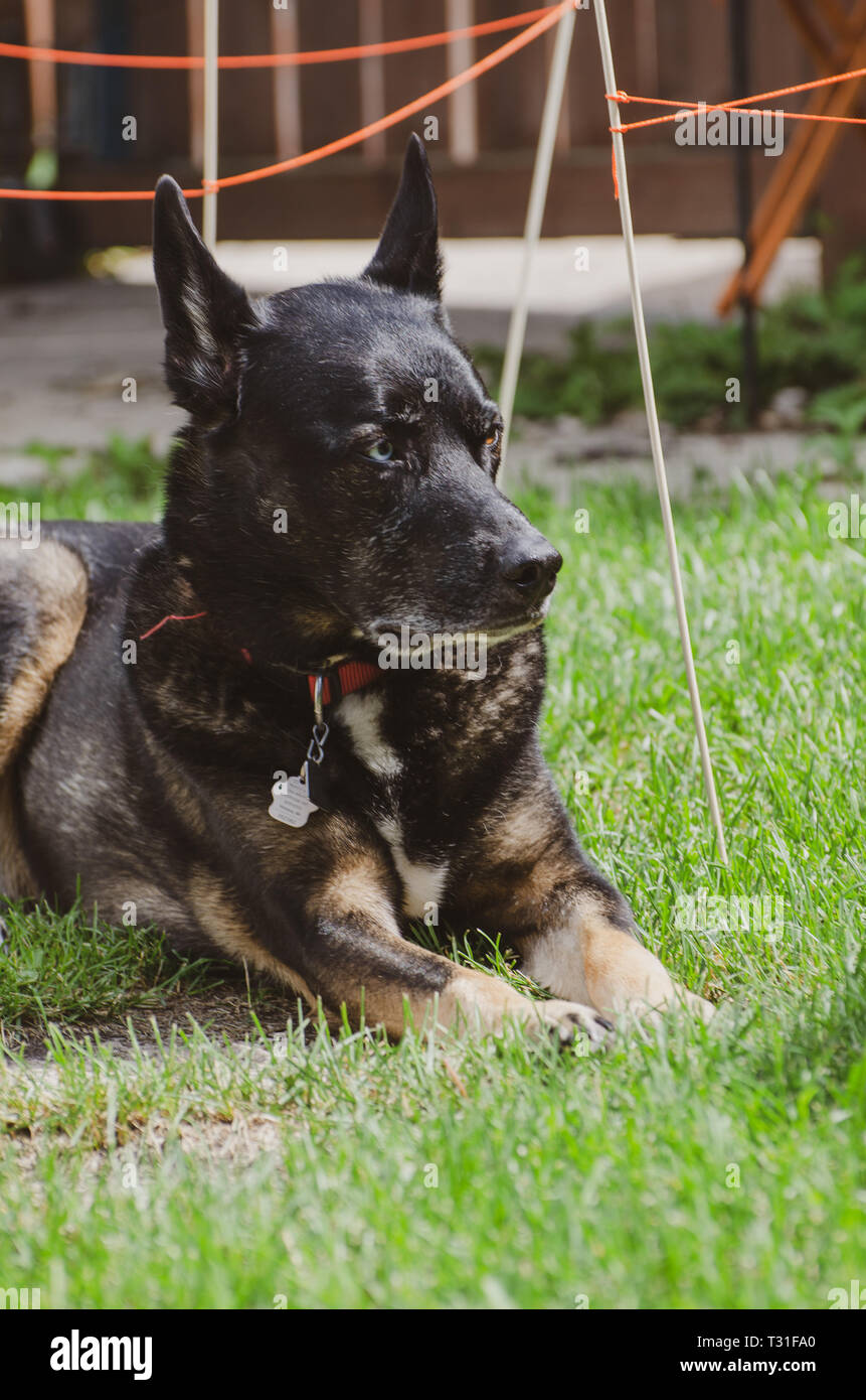 Hund Lounging im Hinterhof Stockfoto