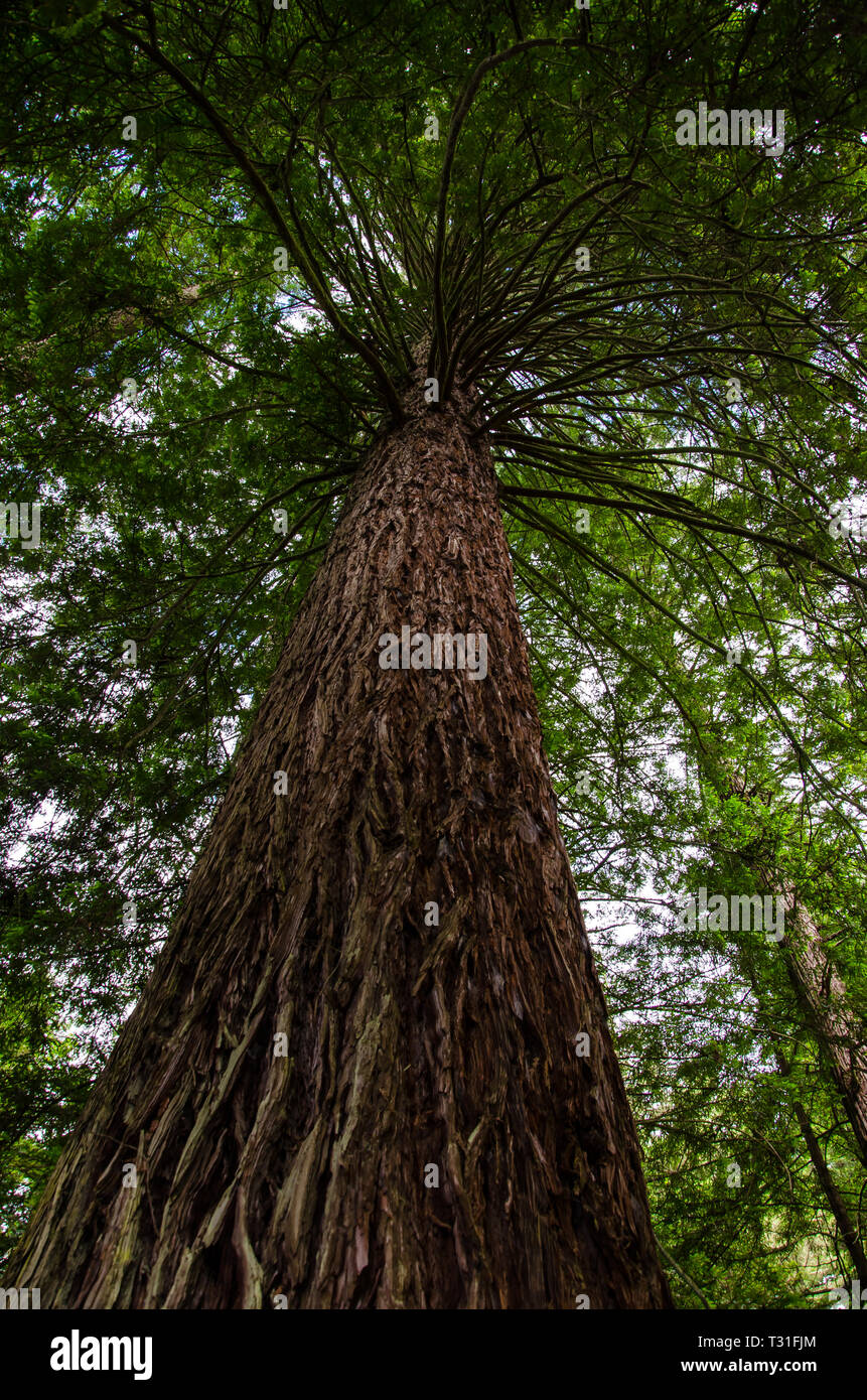 Redwood Tree in Whakarewarewa Forest in Rotorua, North Island, Neuseeland. Stockfoto