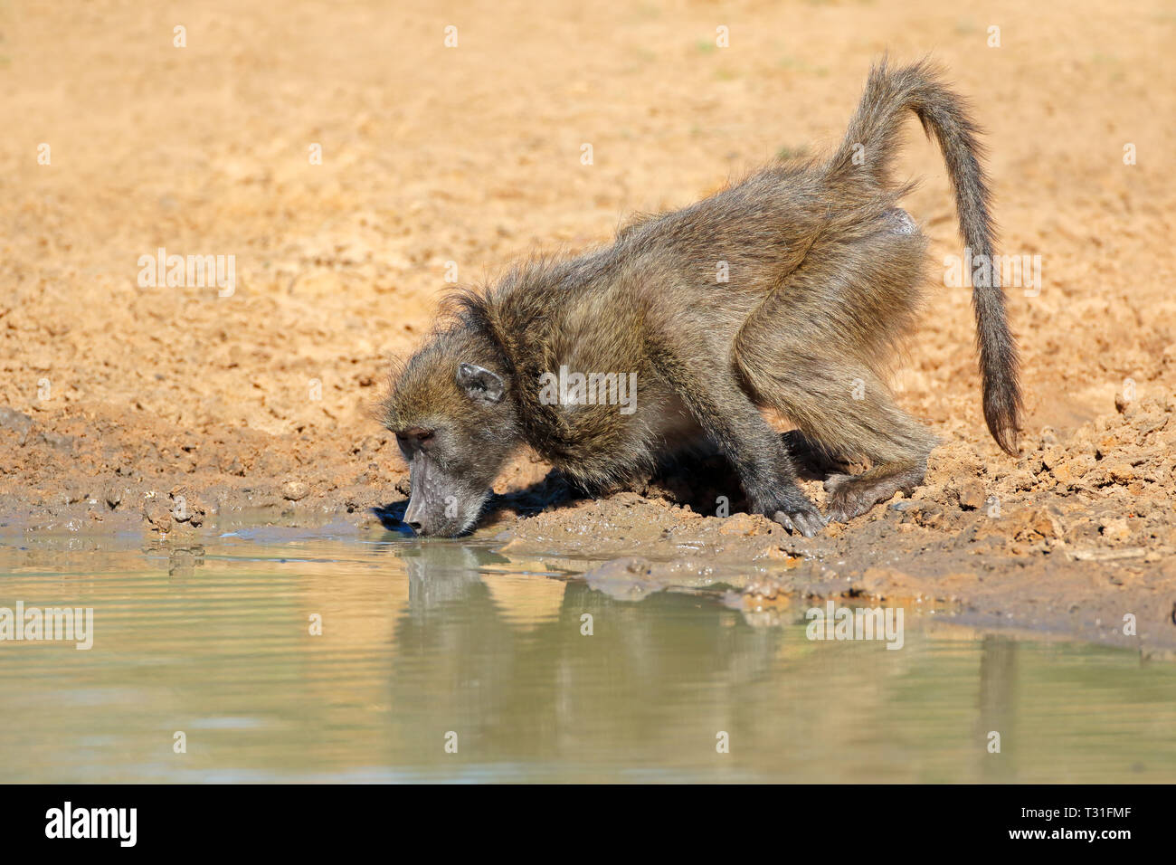 Chacma baboon (Papio ursinus) Trinkwasser, Mkuze Game Reserve, Südafrika Stockfoto