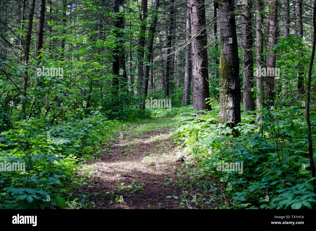 Wanderweg im Duck Mountain Provincial Park Stockfoto