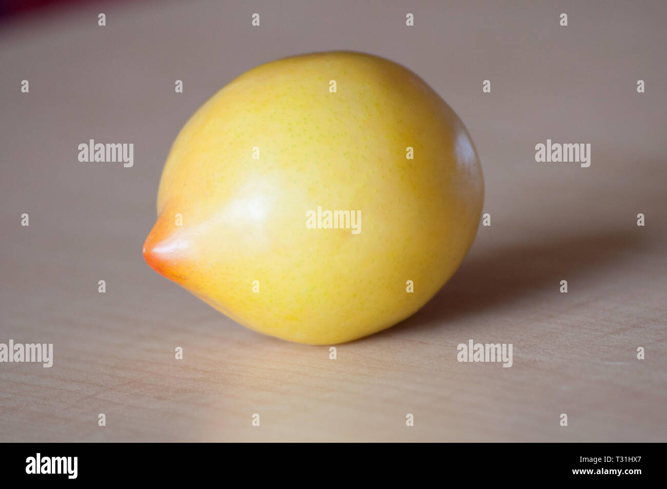 Diese Nahaufnahme Frucht ist eine Lemon Drop Pflaume, für die Zitrone wie Form und gelbe Haut Farbe benannt. Dieses natürliche Nahrung ist eine ganze Pflaume Nahaufnahme. Stockfoto