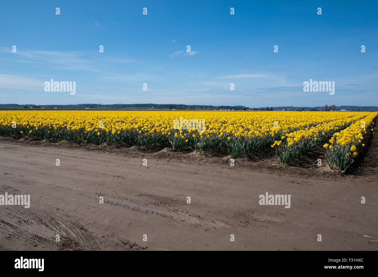 Dieses atemberaubende Ackerland Landschaft ist eine Feder narzisse Blume Bereich vor einem strahlend blauen Himmel. In Skagit Valley Washington USA übernommen. Im Fernen b Stockfoto