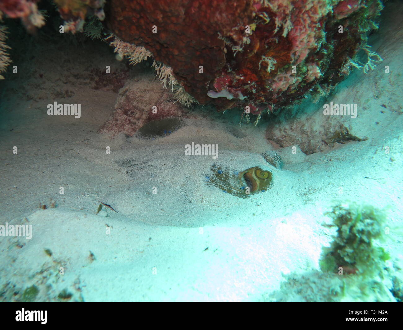 Ribbontail ray Blaupunktrochen (Taeniura lymma), unter dem Sand verborgen auf Mnemba atol, Sansibar Stockfoto