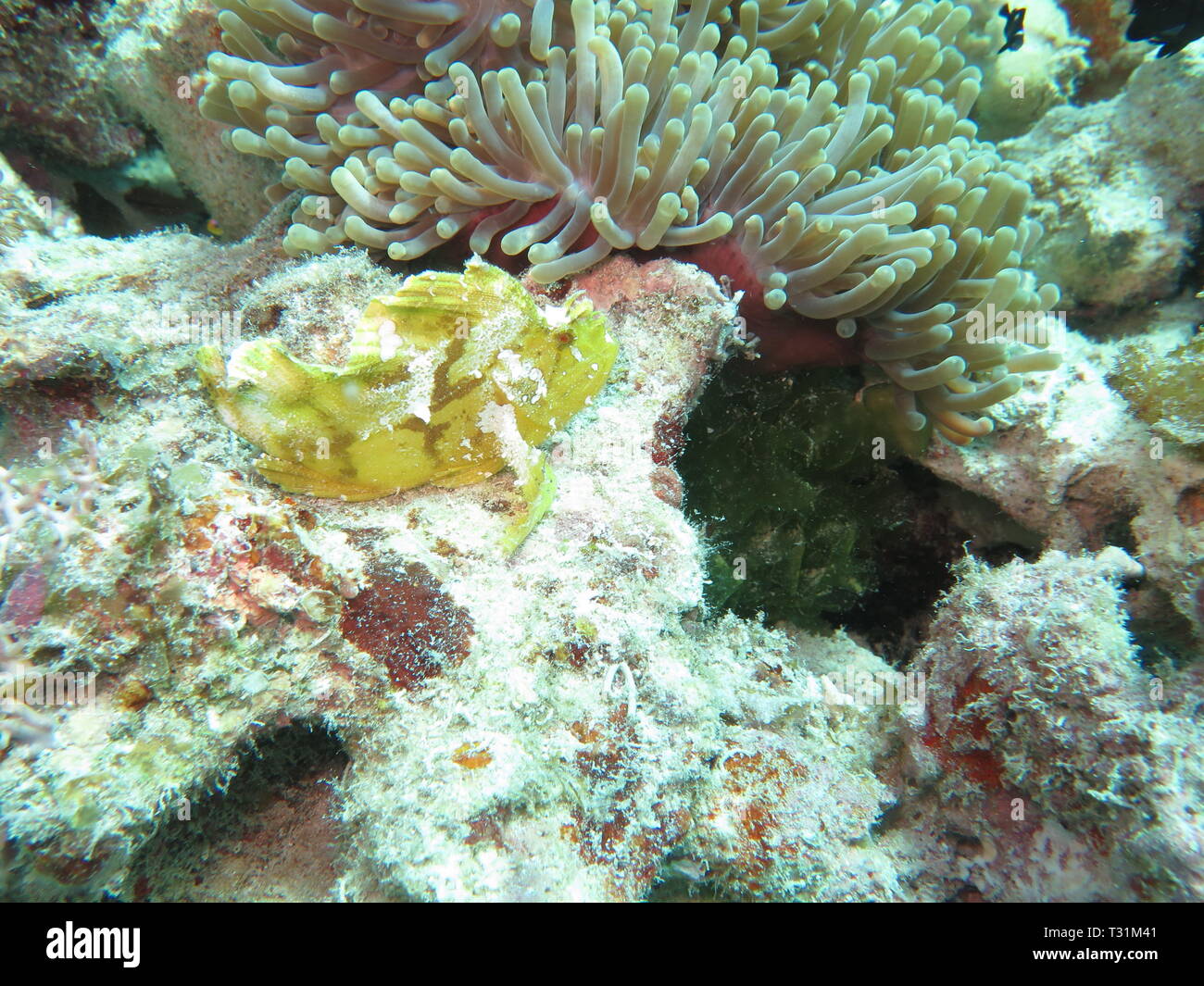 Yellow Leaf scorpionfish, Papier Fisch, Schaukelfisch, oder flache Drachenkopf (Taenianotus triacanthus) auf Mnemba atol, Sansibar Stockfoto