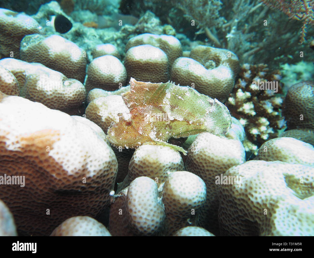 Leaf scorpionfish, Papier Fisch, Schaukelfisch, oder flache Drachenkopf (Taenianotus triacanthus) auf Mnemba atol, Sansibar Stockfoto