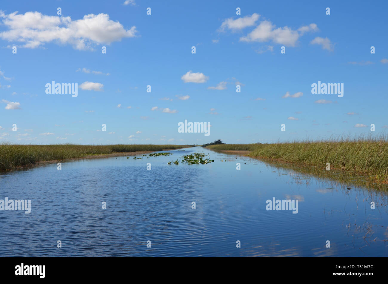 Everglades Nationalpark-Florida-USA Stockfoto