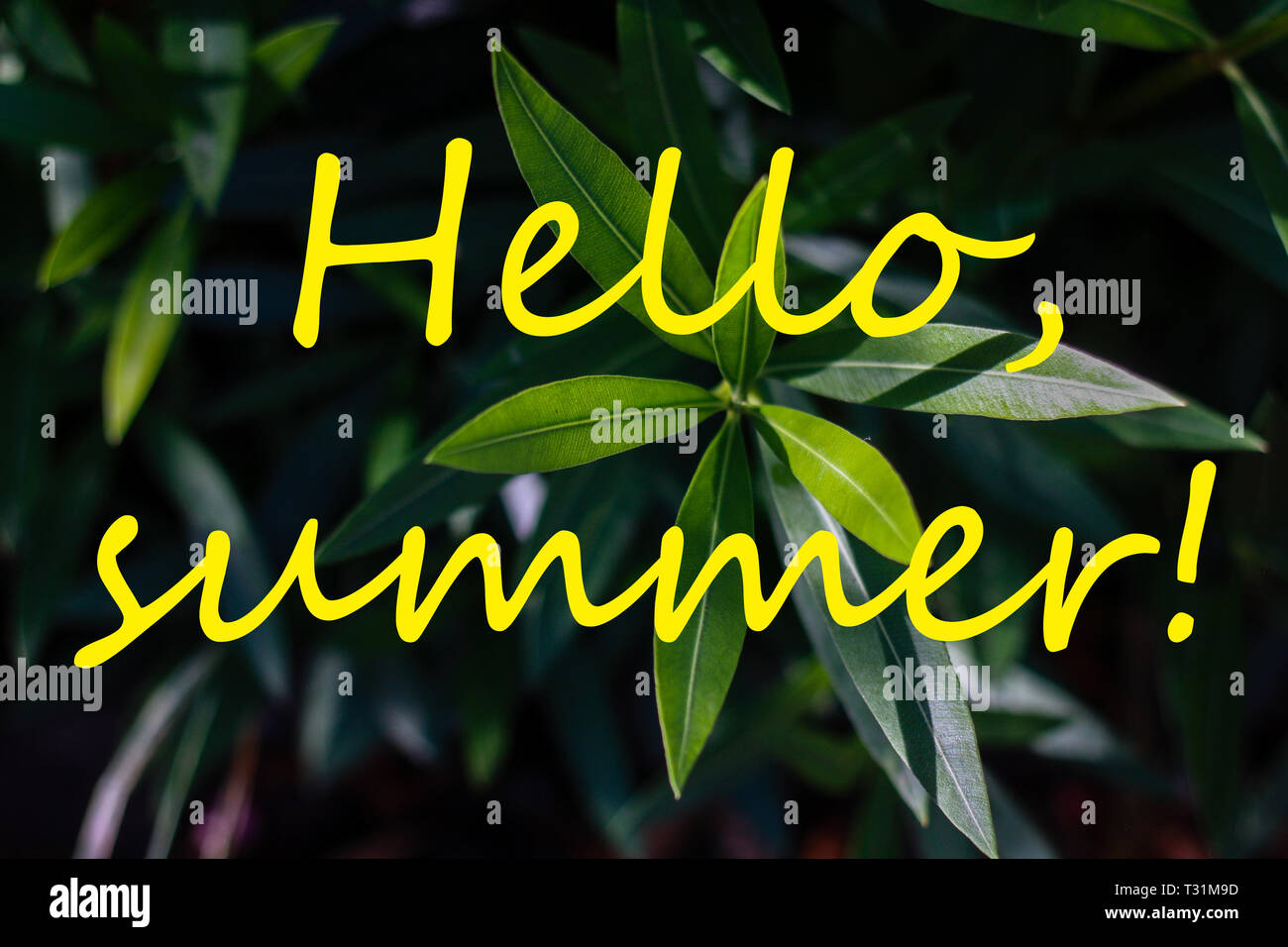 Text hallo Sommer und lebendige Frische tropische Blätter auf Hintergrund Stockfoto