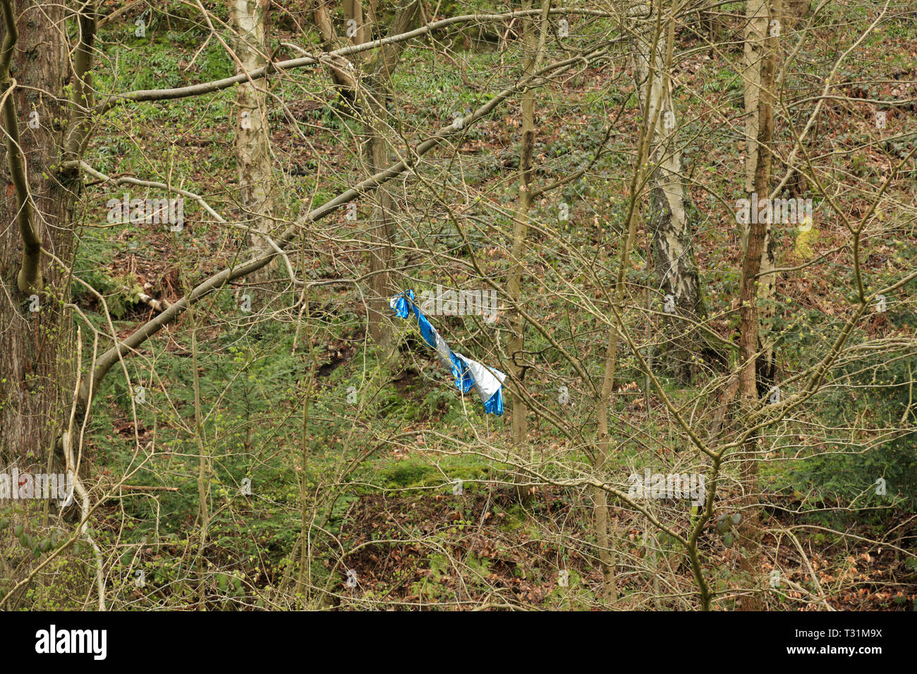 Überreste eines Ballons oder Laterne in einem Baum in der britischen Landschaft gefangen. Stockfoto