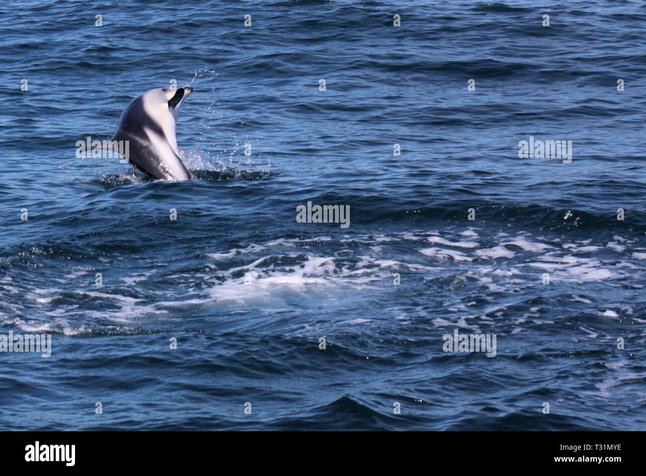 Delfine Spaß im Ozean bei Whale watching Ausflug - Neuseeland, Kaikōura Stockfoto
