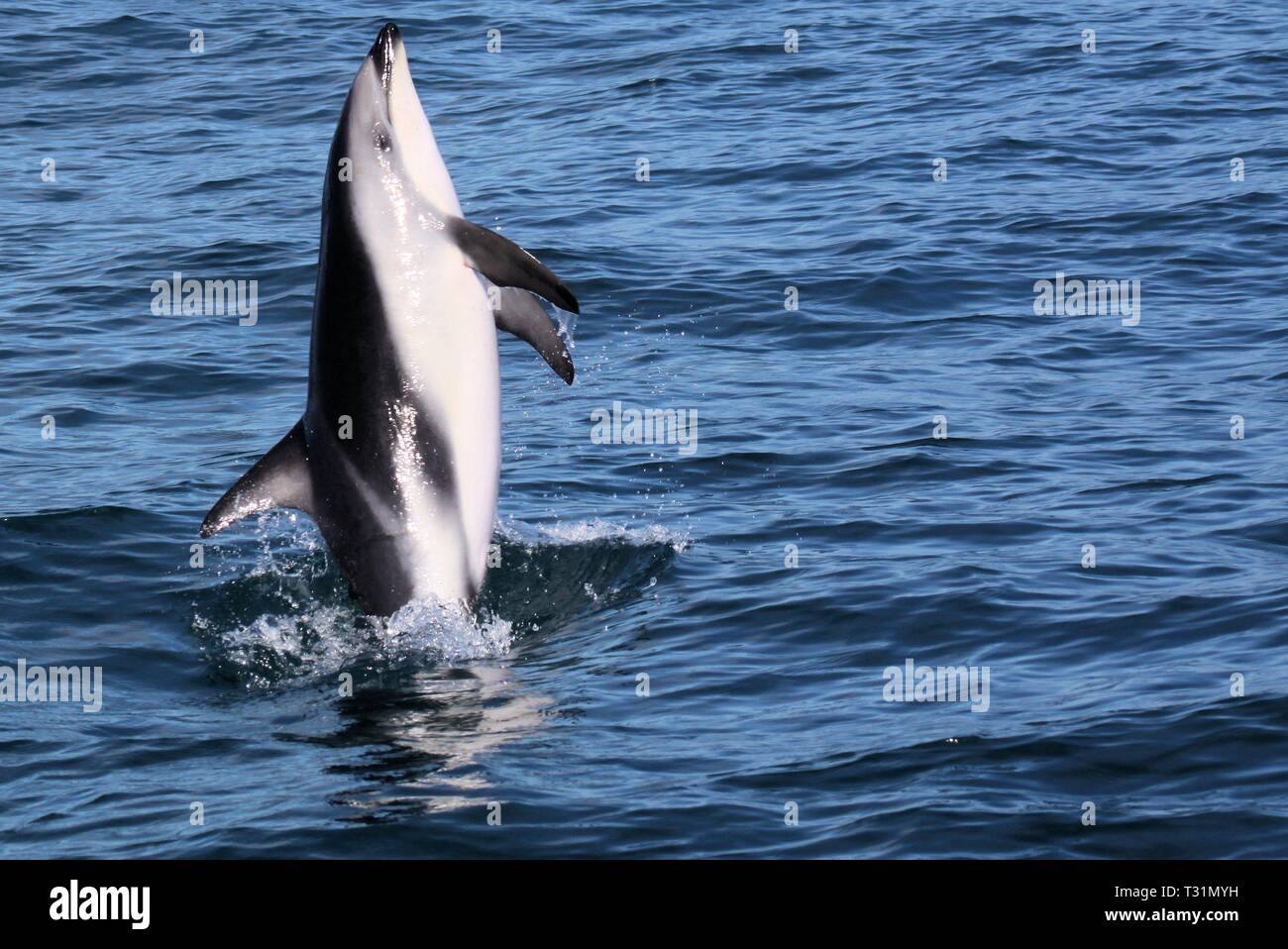 Delfine Spaß im Ozean bei Whale watching Ausflug - Neuseeland, Kaikōura Stockfoto